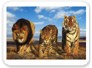 Cats Of India